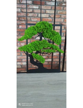 Drzewko bonsai z mchem 60cm
