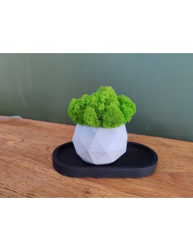 Betoniczka z chrobotkiem i...