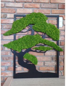 Drzewko bonsai z mchem xxl...