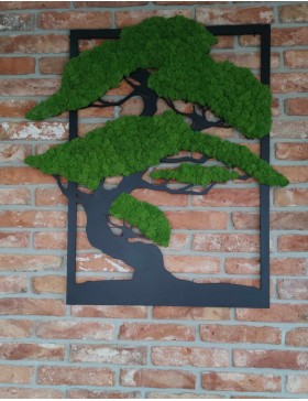 Drzewko bonsai z mchem xxl...