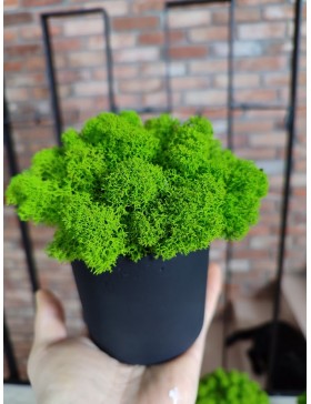 Kubeczek z chrobotkiem,...