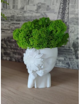 Doniczka z chrobotkiem sun,...