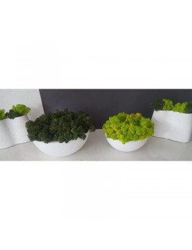 Misa betonowa z chrobotkiem...