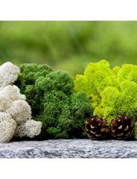 Mech chrobotek reniferowy...