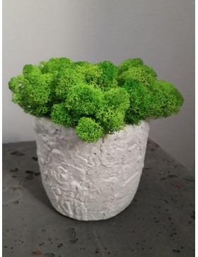 Doniczka Etna z chrobotkiem