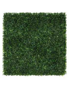 Zielona ściana Bukszpan...