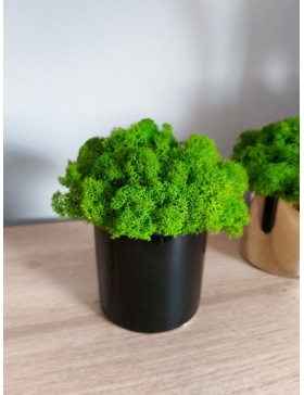 Kubeczek z mchem,...