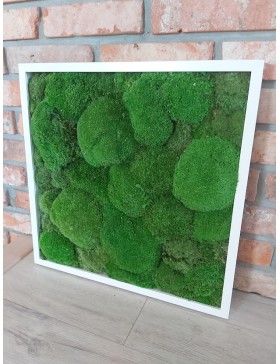 Obraz  z mchu poduszkowego...