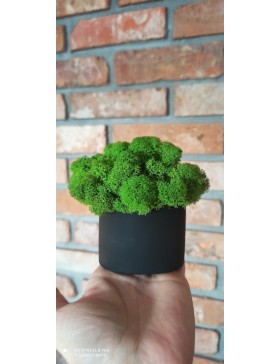 Kubeczek z chrobotkiem,...