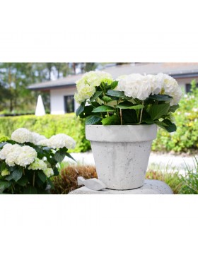 Donica Ribretta mała